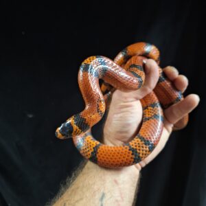 ADULT MALE TANGERINE MILK SNAKE