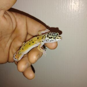 BABY LEOPARD GECKO WITH A NIP TAIL