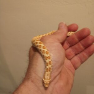 FEMALE TOFFEE BELLY HOG