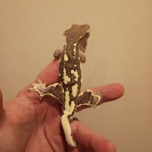 ADULT MALE FRAPPACCINO CRESTED GECKO WITH SLIGHT IMPERFECT TAIL