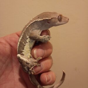 ADULT MALE FRAPPACCINO CRESTED GECKO WITH SLIGHT IMPERFECT TAIL