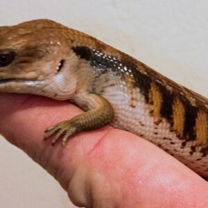 FEMALE NORTHERN BLUE TONGUE SKINK HET IVORY