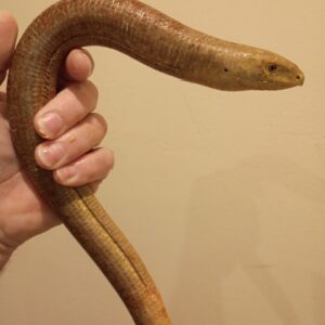 MALE EUROPEAN LEGLESS LIZARD