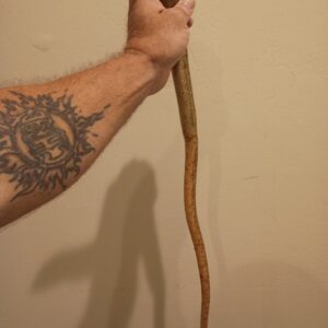 ADULT FEMALE EUROPEAN LEGLESS LIZARD